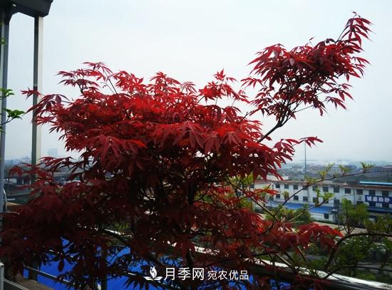 頂樓栽培花草，如何選擇品種？(圖1)
