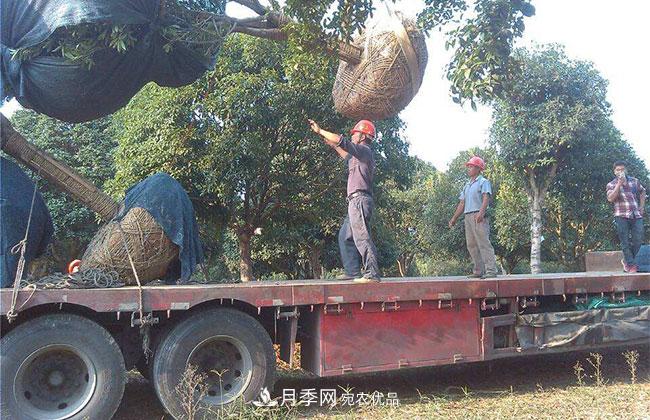 南陽(yáng)綠化苗木的裝車運(yùn)輸技巧(圖1)