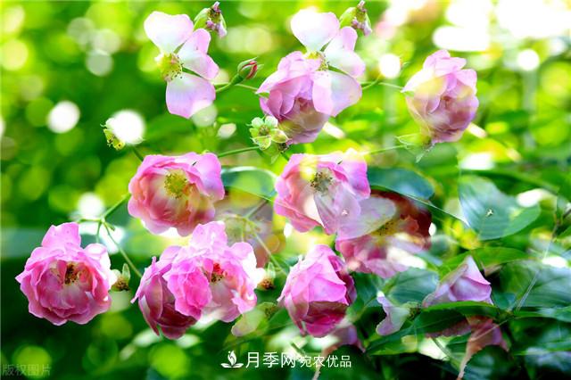 秋天種月季要注意四個問題，否則難養(yǎng)好(圖1)