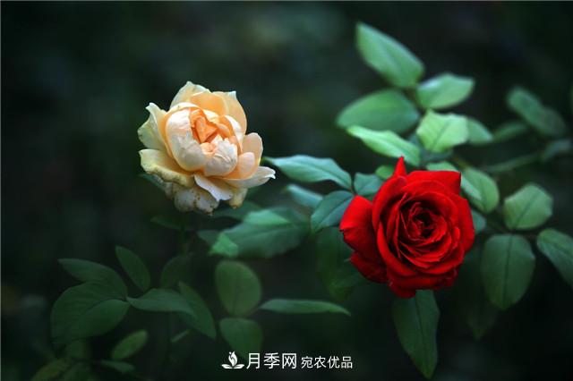 秋天種月季要注意四個問題，否則難養(yǎng)好(圖2)
