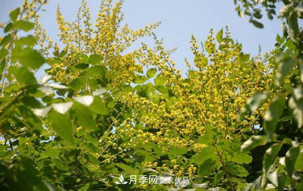 南陽苗木：復羽葉欒樹與欒樹區(qū)別(圖2)