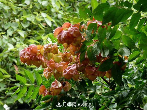 南陽苗木：復羽葉欒樹與欒樹區(qū)別(圖1)