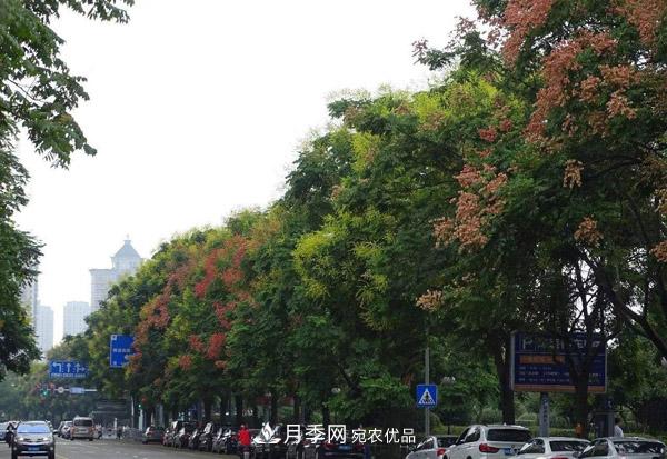 南陽苗木：復羽葉欒樹與欒樹區(qū)別(圖3)