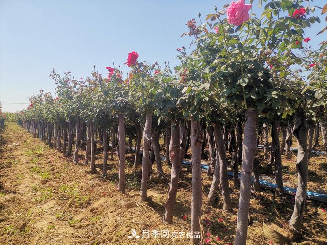 山東樹(shù)狀月季批發(fā) 5公分樹(shù)樁月季樹(shù)基地(圖1)