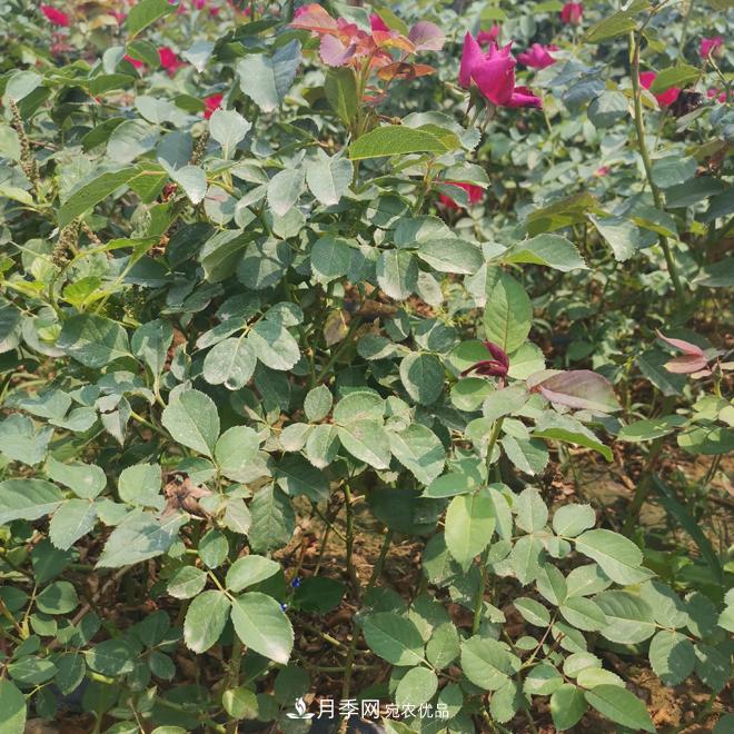 月季苗，月季花，品種齊全暢銷全國市花城市(圖1)
