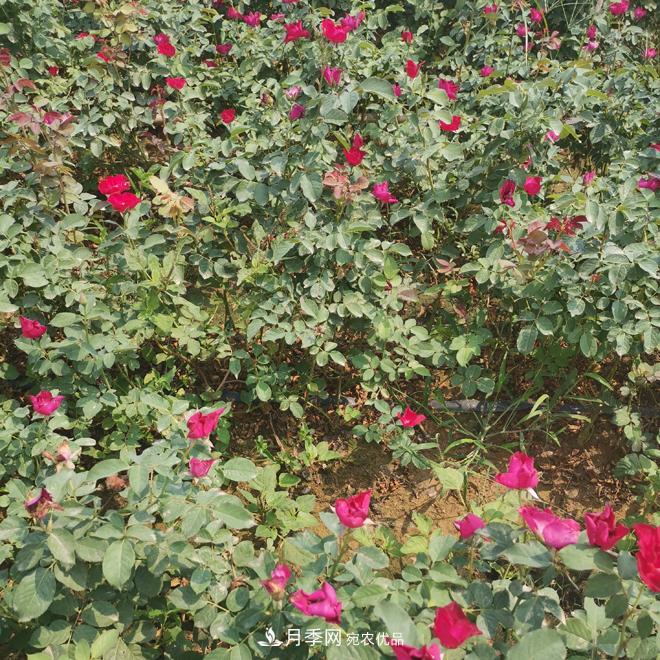 月季苗，月季花，品種齊全暢銷全國市花城市(圖2)