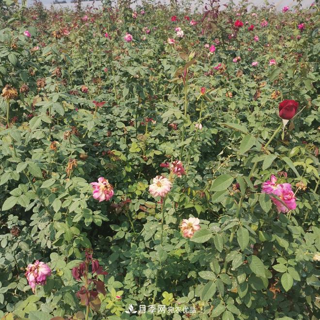 月季苗，月季花，品種齊全暢銷全國市花城市(圖3)