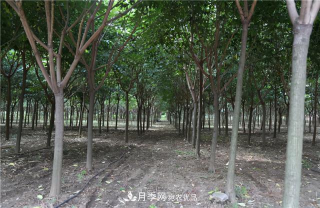 園林綠化設(shè)計中暴火的鄉(xiāng)土樹種櫸樹，是什么來頭？(圖1)