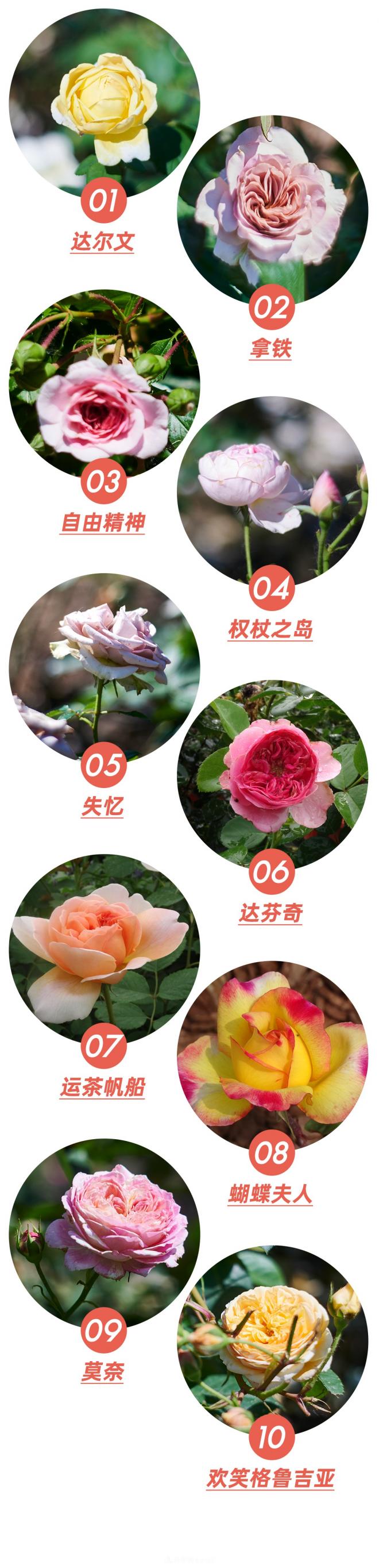 陳丹燕：不能旅行的日子，她開始與月季對話(圖5)