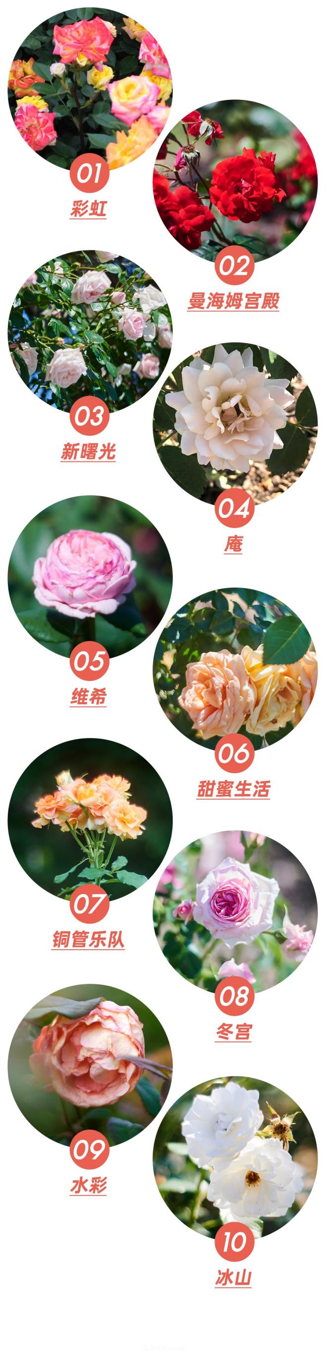 陳丹燕：不能旅行的日子，她開始與月季對話(圖9)
