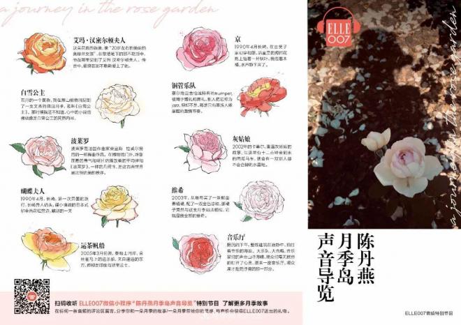 陳丹燕：不能旅行的日子，她開始與月季對話(圖14)