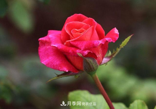 秋天的月季做好這幾點(diǎn)養(yǎng)護(hù)，花照樣盛開(kāi)繼續(xù)美艷(圖1)
