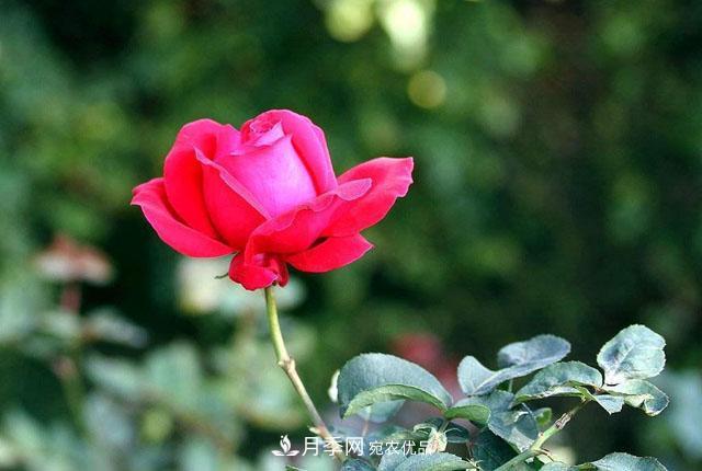 秋天的月季做好這幾點(diǎn)養(yǎng)護(hù)，花照樣盛開(kāi)繼續(xù)美艷(圖2)