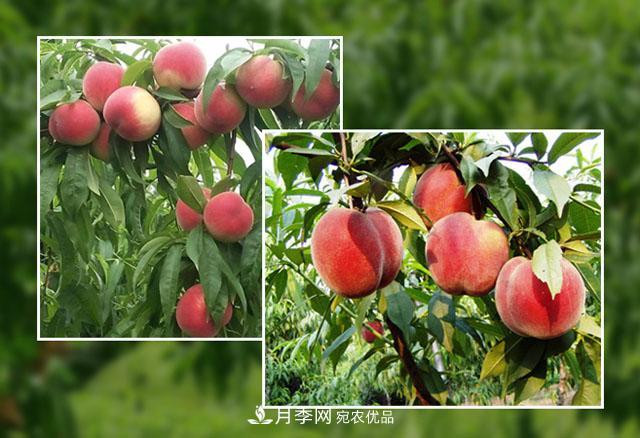 南陽陸營桃樹苗基地栽植易成活，好管理，季節(jié)選擇***重要！(圖1)