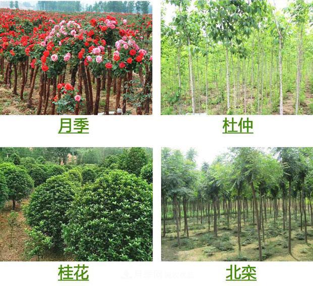 栽種小苗木，掌握4個技術(shù)要領(lǐng)，來年小樹定會順利開花結(jié)果(圖1)