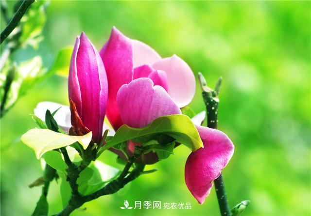 南陽玉蘭基地養(yǎng)殖辦法，植株枝繁葉茂開花多(圖3)