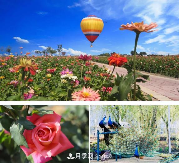 中國(guó)抖起來(lái)國(guó)慶網(wǎng)紅打卡地！蘇州月季花海等你來(lái)……(圖2)