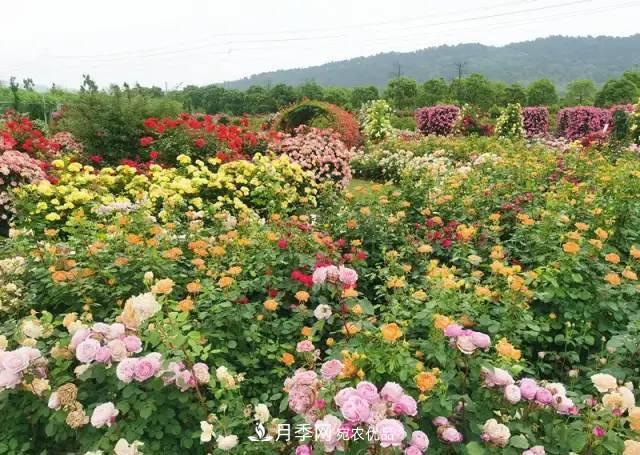 中國(guó)抖起來(lái)國(guó)慶網(wǎng)紅打卡地！蘇州月季花海等你來(lái)……(圖4)
