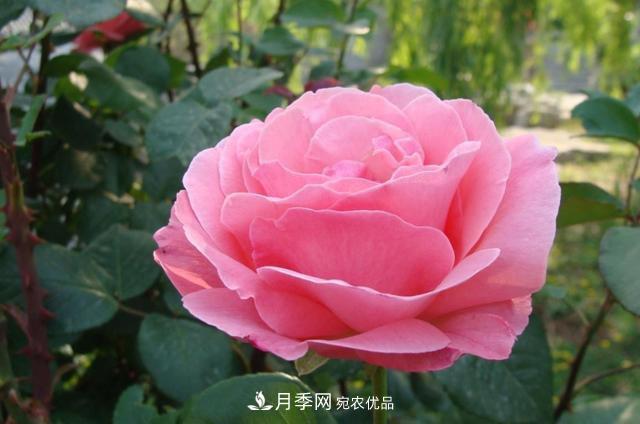國慶長期不會養(yǎng)護(hù)月季？看這里(圖1)