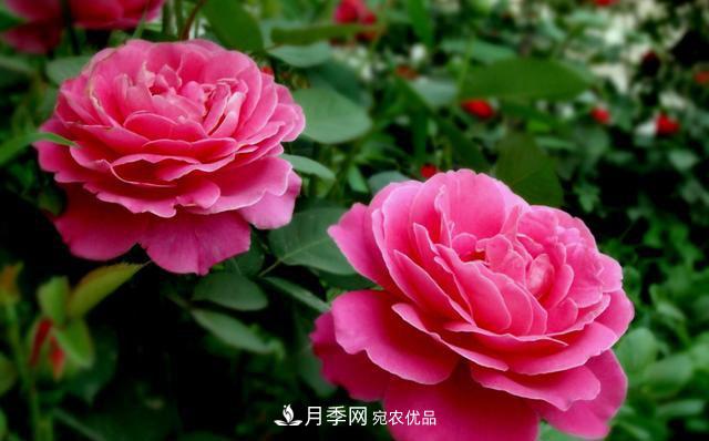 國慶長期不會養(yǎng)護(hù)月季？看這里(圖2)