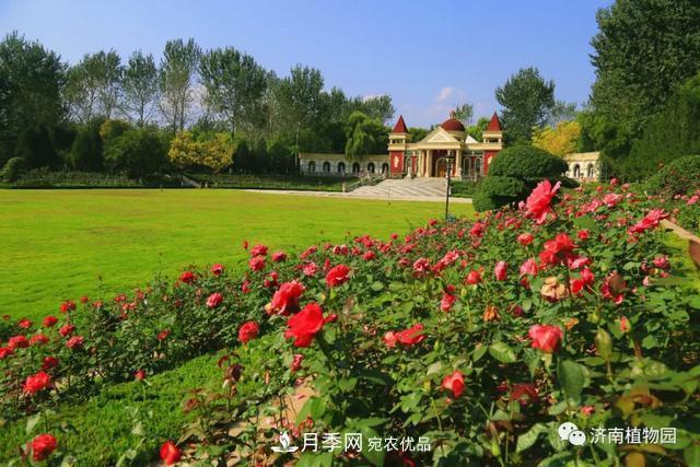 金秋花兒姹紫紅，山東濟南植物園萬株月季與您“約會”佳節(jié)(圖1)