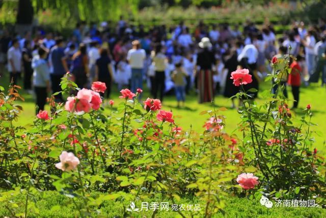金秋花兒姹紫紅，山東濟南植物園萬株月季與您“約會”佳節(jié)(圖2)