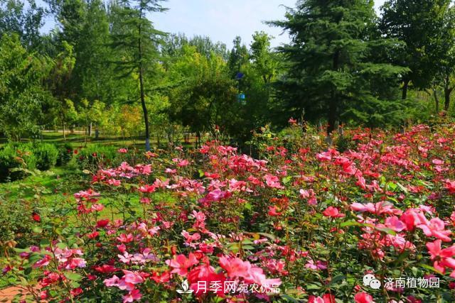 金秋花兒姹紫紅，山東濟南植物園萬株月季與您“約會”佳節(jié)(圖5)