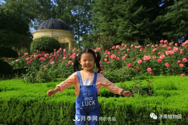 金秋花兒姹紫紅，山東濟南植物園萬株月季與您“約會”佳節(jié)(圖6)