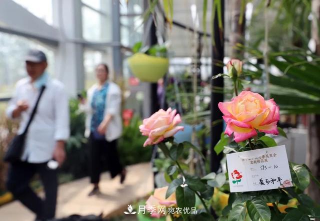 月季產(chǎn)業(yè)國家創(chuàng)新聯(lián)盟成立大會(huì)在安徽阜陽召開(圖4)