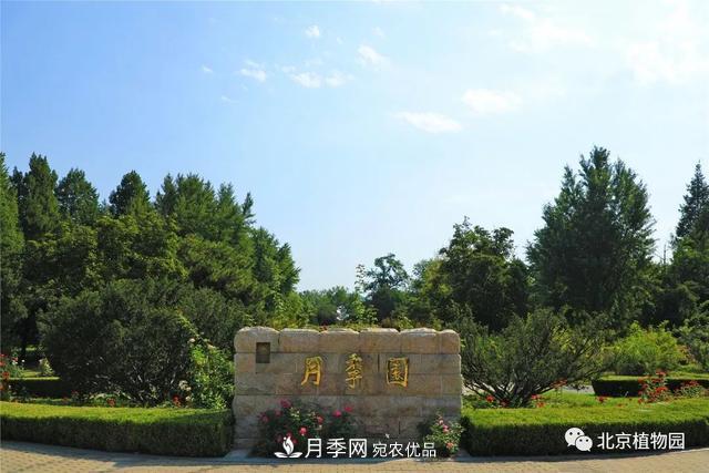 北京植物園月季花海進入盛花期，國慶觀賞正當時(圖1)