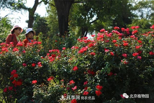 北京植物園月季花海進入盛花期，國慶觀賞正當時(圖2)