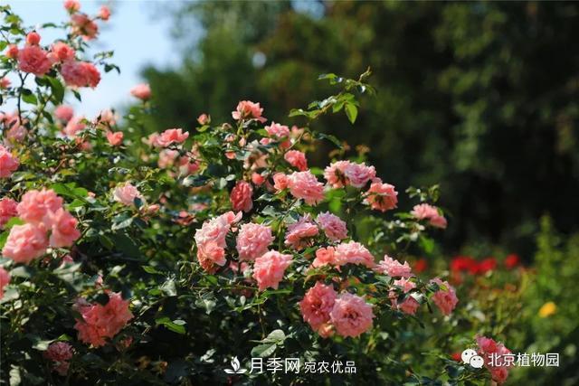 北京植物園月季花海進入盛花期，國慶觀賞正當時(圖3)
