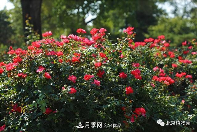北京植物園月季花海進入盛花期，國慶觀賞正當時(圖4)
