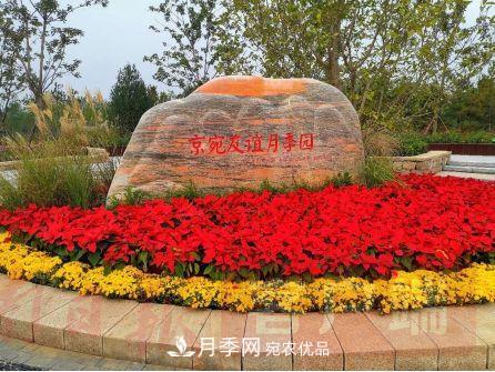 紀念南水北調(diào)南陽深厚友誼，北京京宛友誼月季園開園(圖1)