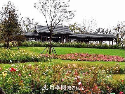 紀念南水北調(diào)南陽深厚友誼，北京京宛友誼月季園開園(圖3)