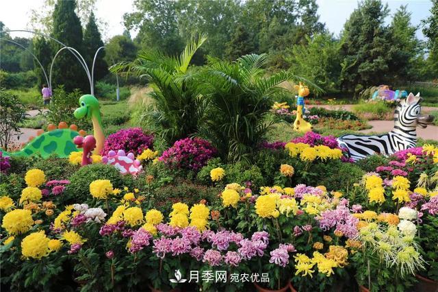 北京植物園第28屆市花展開幕，菊花月季是主角(圖1)