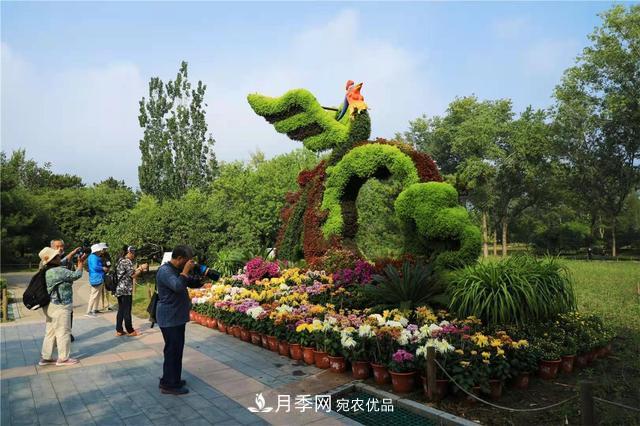 北京植物園第28屆市花展開幕，菊花月季是主角(圖3)