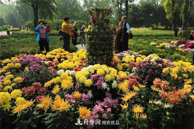 北京植物園第28屆市花展開幕，菊花月季是主角(圖4)