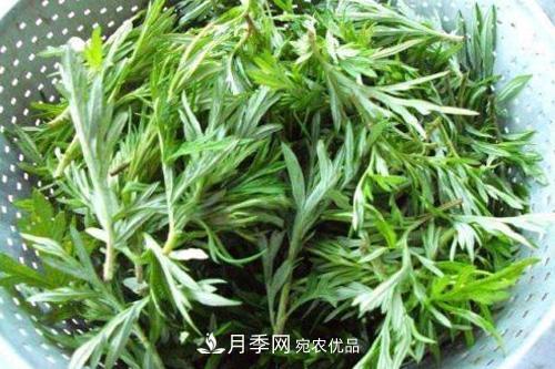 南陽(yáng)到處都是的艾草竟然有這么多作用和功效！(圖1)
