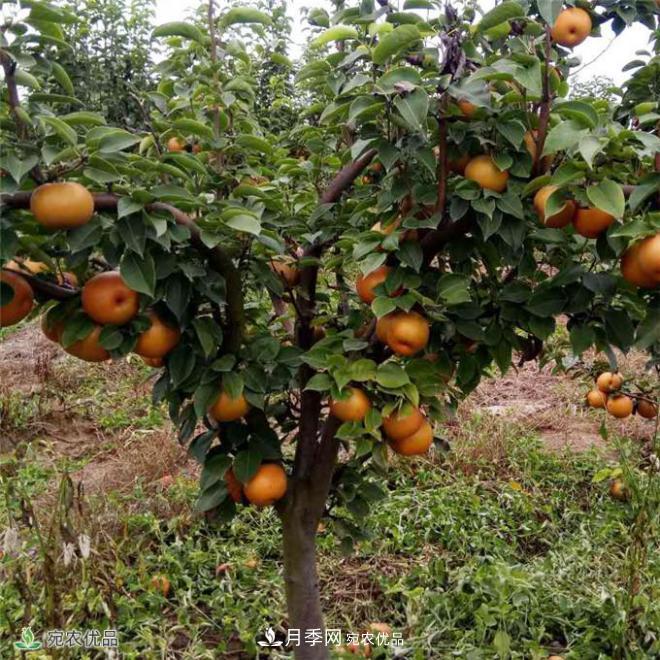 南水北調(diào)有機寶盈蜜梨，南陽淅川特產(chǎn)水果批發(fā)(圖2)