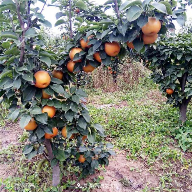 南水北調(diào)有機寶盈蜜梨，南陽淅川特產(chǎn)水果批發(fā)(圖5)