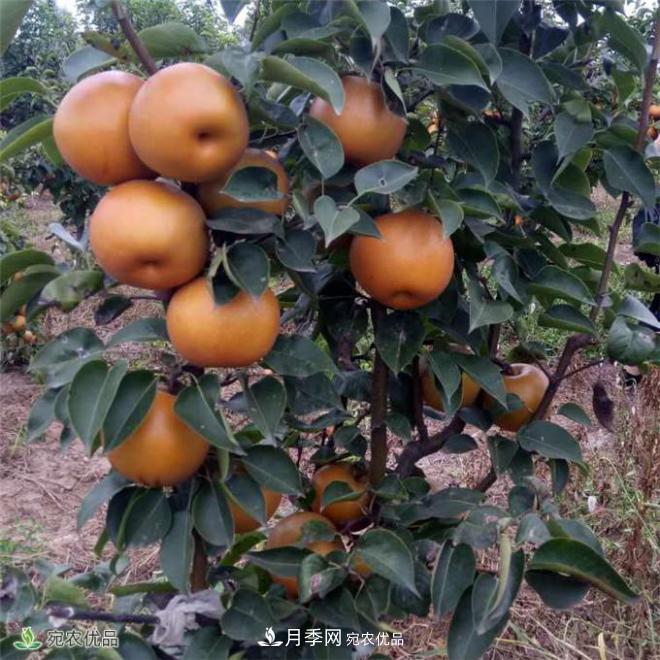 南水北調(diào)有機寶盈蜜梨，南陽淅川特產(chǎn)水果批發(fā)(圖1)
