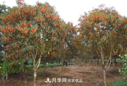 鄧州市穰東鎮(zhèn)多品種桂花園，丹桂金桂桂花樹(圖1)