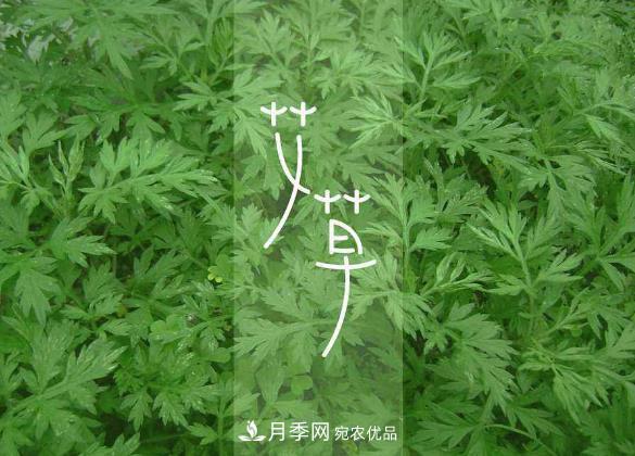 南陽仲景艾草產(chǎn)業(yè)占全國70%份額，年產(chǎn)值10億元，叫響世界？(圖2)