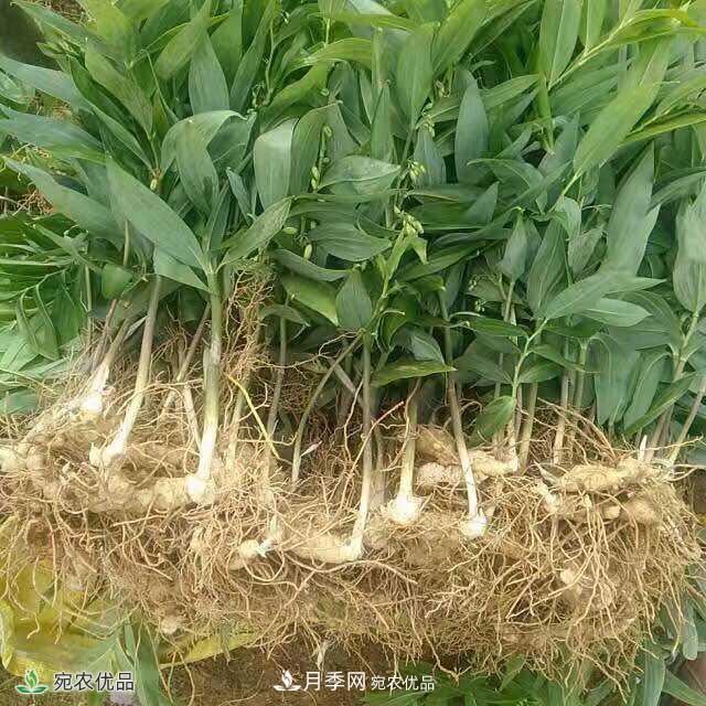 南陽(yáng)中藥材基地分享黃精種苗繁衍方法，繁育需要如何進(jìn)行(圖1)