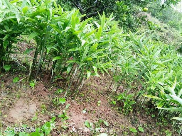 南陽(yáng)中藥材基地分享黃精種苗繁衍方法，繁育需要如何進(jìn)行(圖2)