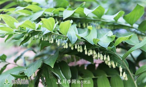 市場需求大，黃精種植效益分析，南陽黃精種苗基地直銷價(jià)格(圖1)