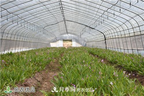 白芨種苗應(yīng)該怎么挑選？種植方法是什么？南陽基地為你講解(圖2)