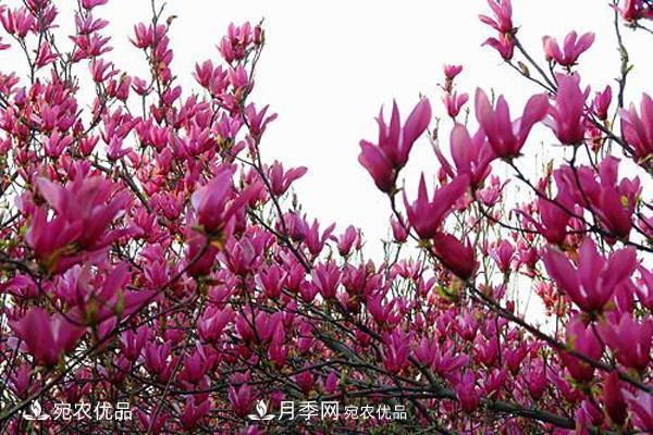 南召辛夷苗價(jià)格，辛夷苗行情，中國(guó)辛夷之鄉(xiāng)玉蘭之鄉(xiāng)(圖1)