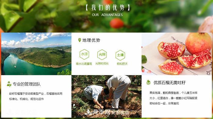 淅川突尼斯軟籽石榴基地批發(fā)價(jià)格，好水果(圖4)